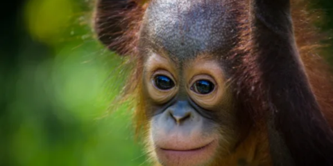 Proudly Supporting Orangutan Appeal UK